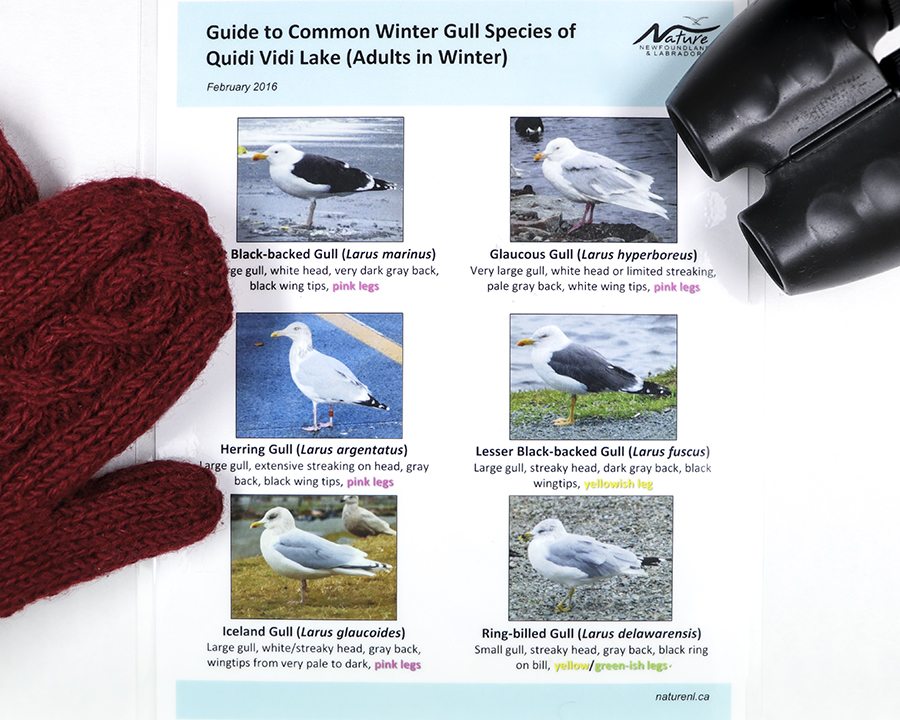Winter Gull Identification Guide