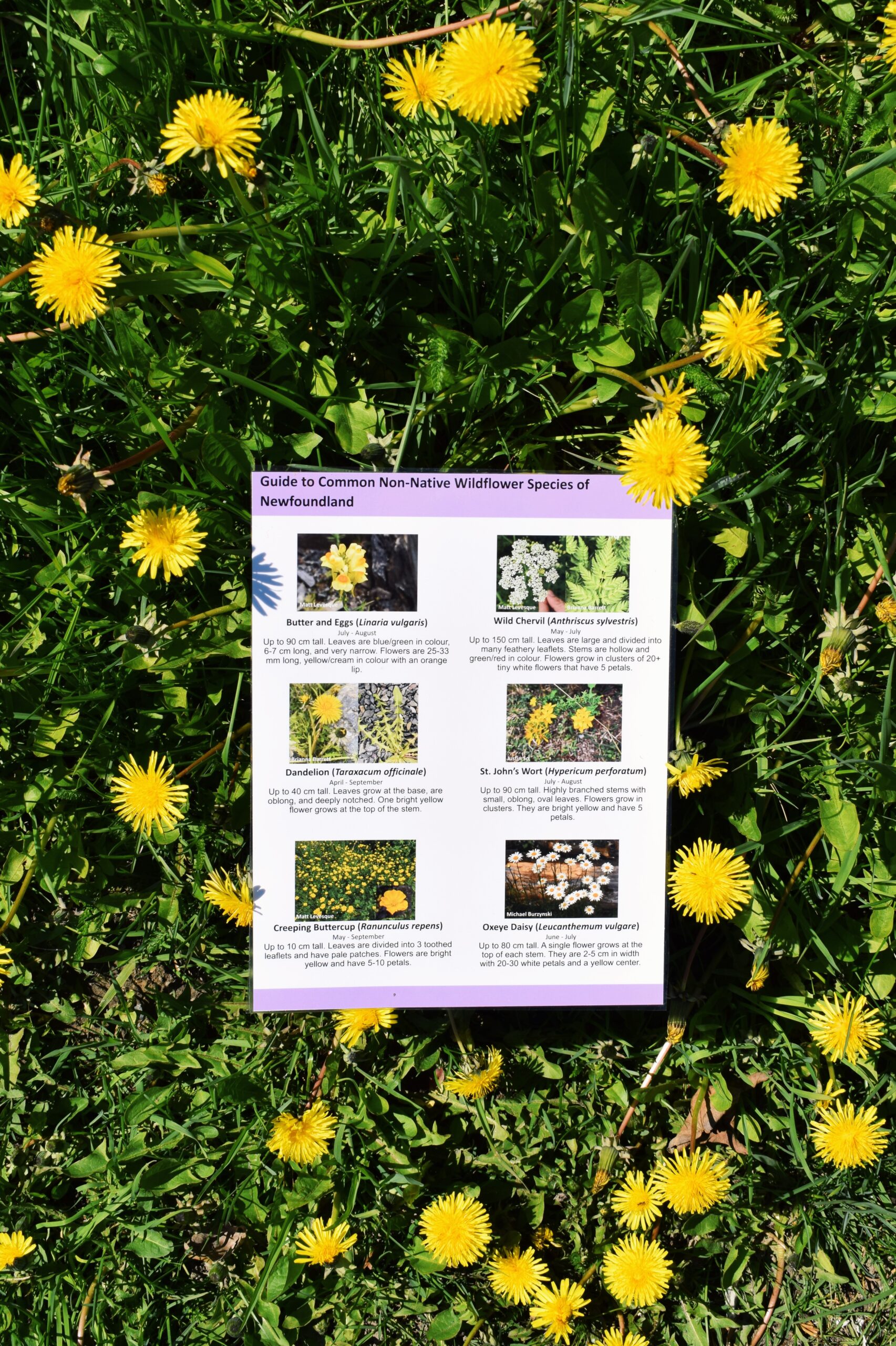 Common Non-Native Wildflower Species Field Guide