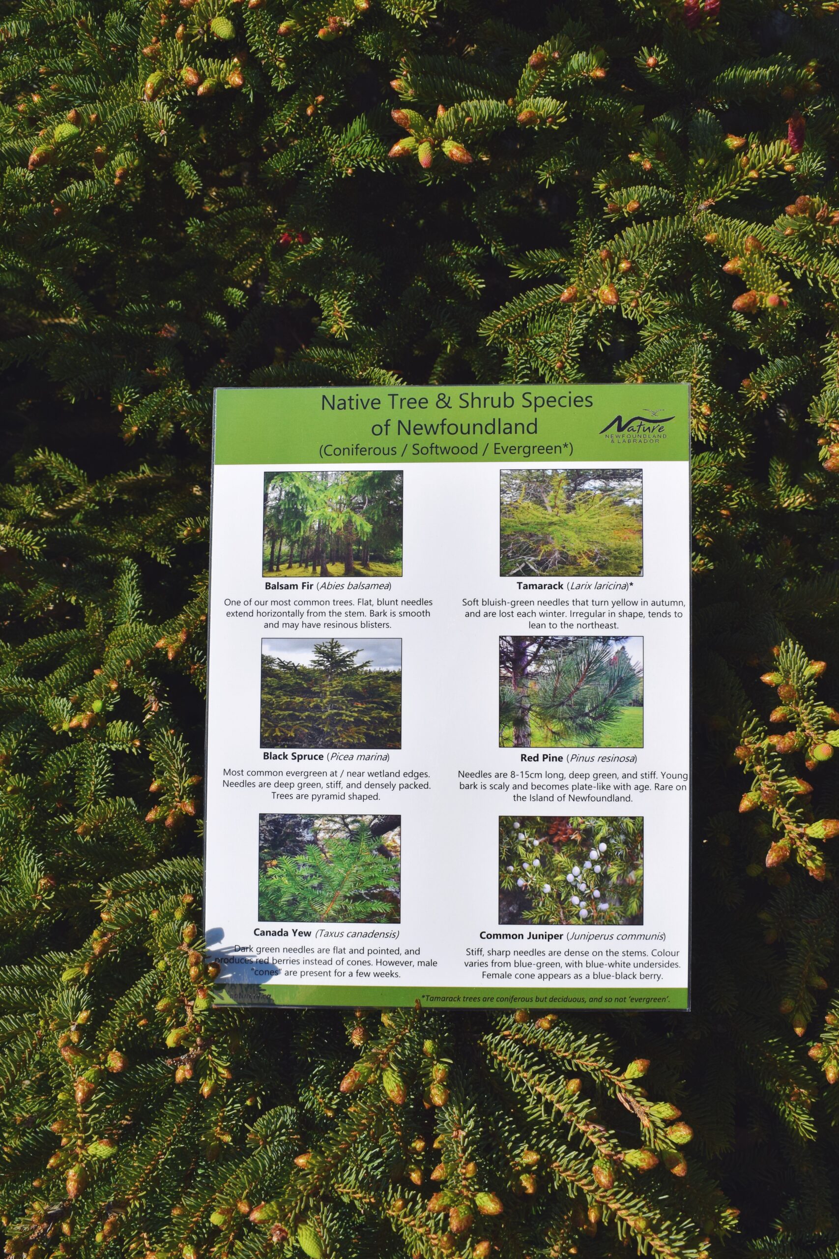 Native Tree and Shrub Guide